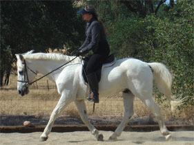 Teak at age 30