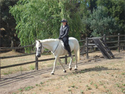 Teak at age 30